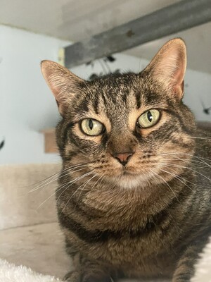 Nala, Mischling - Katze