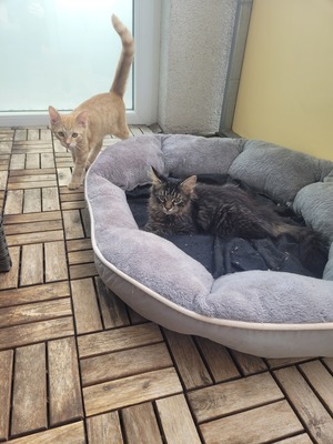 Nala und Scotty, Hauskatze Jungtier - Katze 1