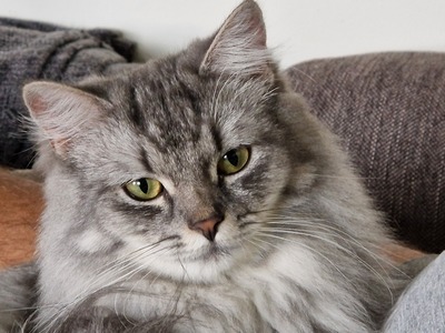 Nala und Simba, Deutsche Langhaar Geschwisterpaar Jungtier - Kater