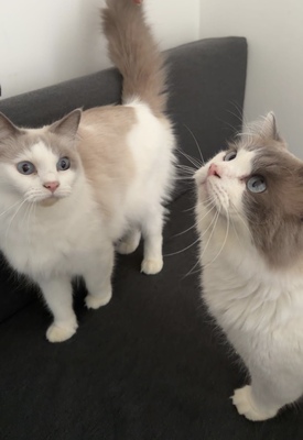 Nala und Simba, Ragdoll - Katze