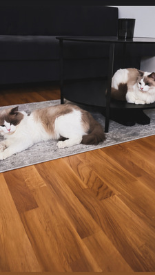 Nala und Simba, Ragdoll - Katze