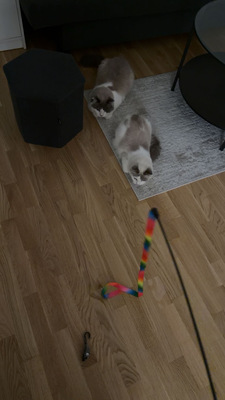 Nala und Simba, Ragdoll - Katze