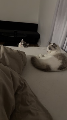 Nala und Simba, Ragdoll - Katze