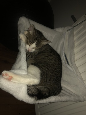 Namenlos, Hauskatze Jungtier - Kater