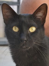 Nando, Europäisch Kurzhaar - Kater