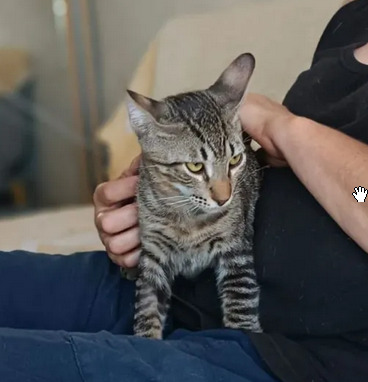 Nando und Kuga - super süüüüüüüß, verschmust und sehr menschenbezogen, EKH Jungtier - Kater