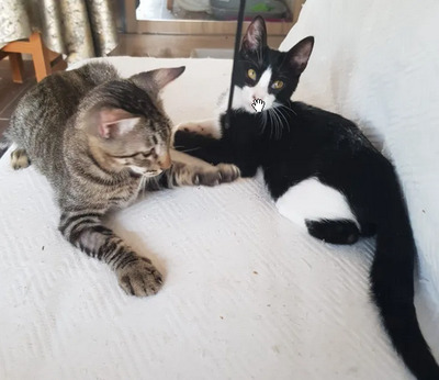 Nando und Kuga - super süüüüüüüß, verschmust und sehr menschenbezogen, EKH Jungtier - Kater
