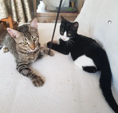 Nando und Kuga - super süüüüüüüß, verschmust und sehr menschenbezogen, EKH Jungtier - Kater