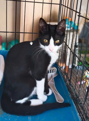 Nando und Kuga - super süüüüüüüß, verschmust und sehr menschenbezogen, EKH Jungtier - Kater