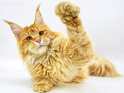 Nanny of Maine Coon Castle, Maine Coon - Katze 1