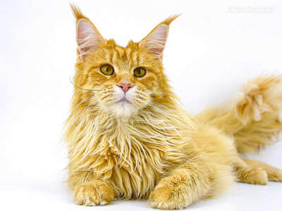 Nanny of Maine Coon Castle, Maine Coon - Katze