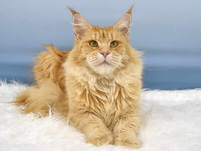 Nanny of Maine Coon Castle, Maine Coon - Katze