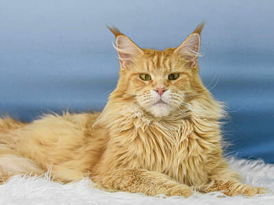 Nanny of Maine Coon Castle, Maine Coon - Katze