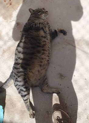 Narkando, Europäisch Kurzhaar - Kater