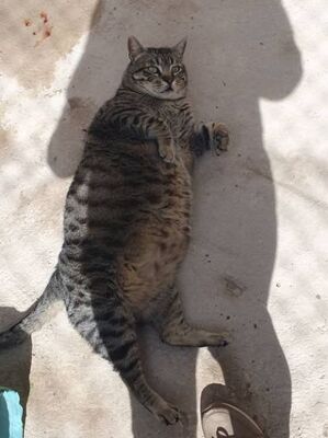 Narkando, Europäisch Kurzhaar - Kater