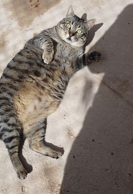 Narkando, Europäisch Kurzhaar - Kater