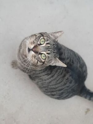 Narkando, Europäisch Kurzhaar - Kater