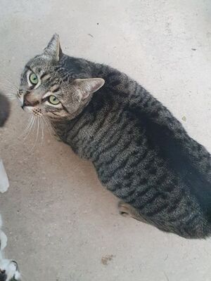 Narkando, Europäisch Kurzhaar - Kater