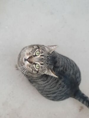 Narkando, Europäisch Kurzhaar - Kater