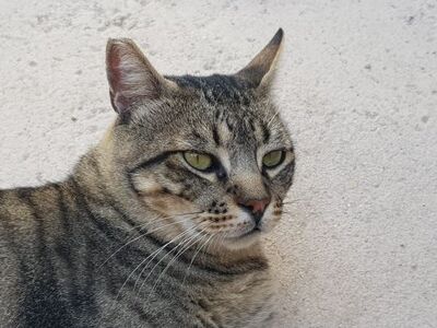 Narkando, Europäisch Kurzhaar - Kater