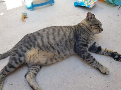 Narkando, Europäisch Kurzhaar - Kater