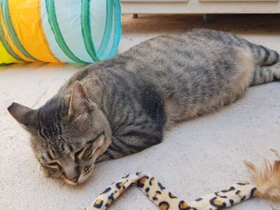 Narkando, Europäisch Kurzhaar - Kater