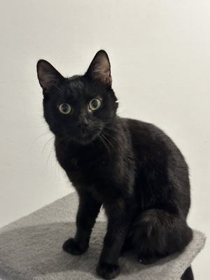 Naruto, Hauskatzen - Kater