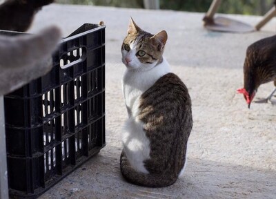 Nasia - Ruhiges Katzenmädchen, ca. 1 Jahr, MIschling - Katze