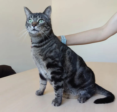 Natalio - Menschenkater sucht Schmusepartner:in, EKH - Kater