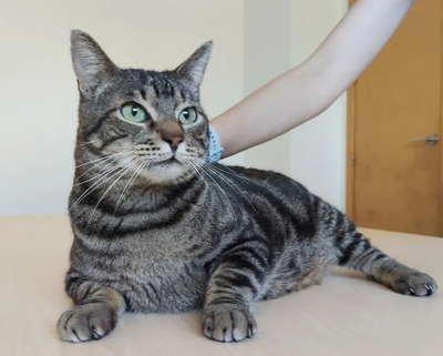 Natalio - Menschenkater sucht Schmusepartner:in, EKH - Kater