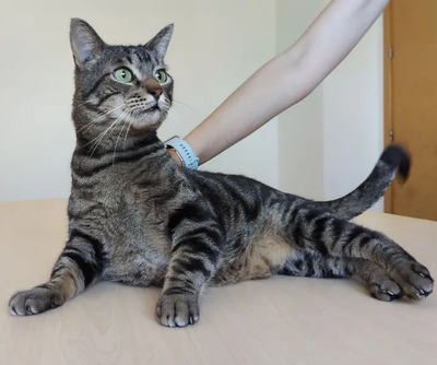 Natalio - Menschenkater sucht Schmusepartner:in, EKH - Kater