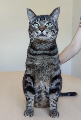 Natalio - Menschenkater sucht Schmusepartner:in, EKH - Kater