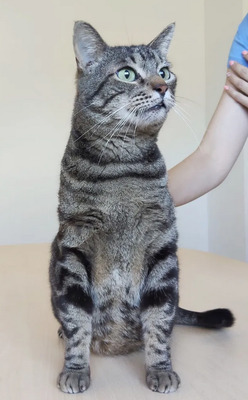 Natalio - Menschenkater sucht Schmusepartner:in, EKH - Kater