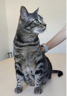 Natalio - Menschenkater sucht Schmusepartner:in, EKH - Kater