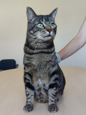 Natalio - Menschenkater sucht Schmusepartner:in, EKH - Kater
