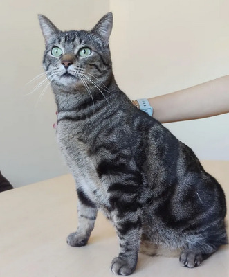 Natalio - Menschenkater sucht Schmusepartner:in, EKH - Kater