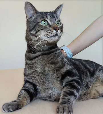 Natalio - Menschenkater sucht Schmusepartner:in, EKH - Kater