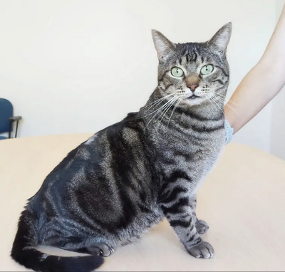 Natalio - Menschenkater sucht Schmusepartner:in, EKH - Kater