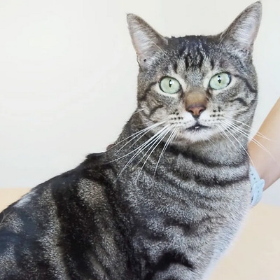 Natalio - Menschenkater sucht Schmusepartner:in, EKH - Kater