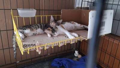 Nayla und Nadia - Zauberhafte Katzenschwestern, ca. 6 Monate, Mischling - Katze 3