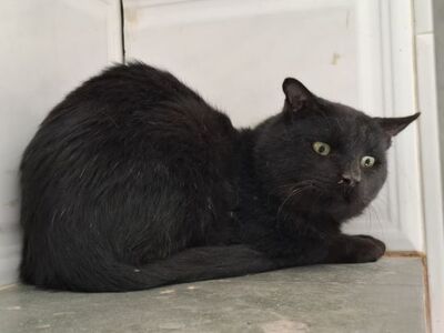 Nebot, Europäisch Kurzhaar - Kater