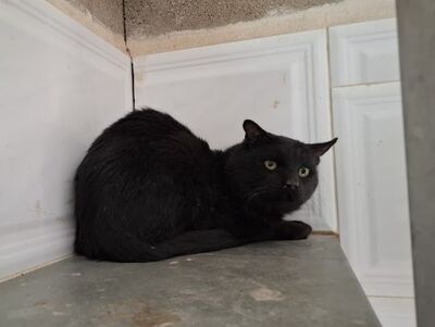 Nebot, Europäisch Kurzhaar - Kater