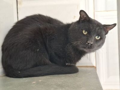 Nebot, Europäisch Kurzhaar - Kater