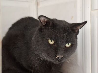 Nebot, Europäisch Kurzhaar - Kater