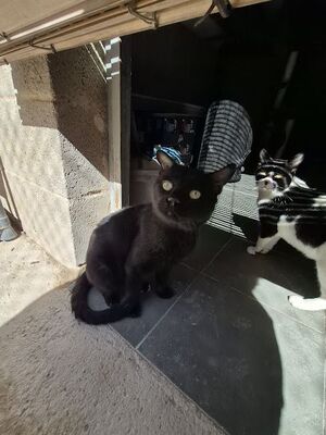 Nebot, Europäisch Kurzhaar - Kater