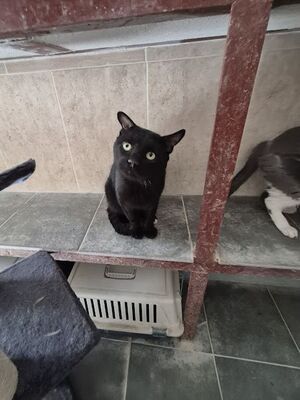 Nebot, Europäisch Kurzhaar - Kater