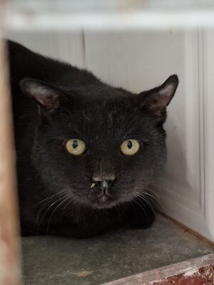 Nebot - NOTFALL, Europäisch Kurzhaar - Kater