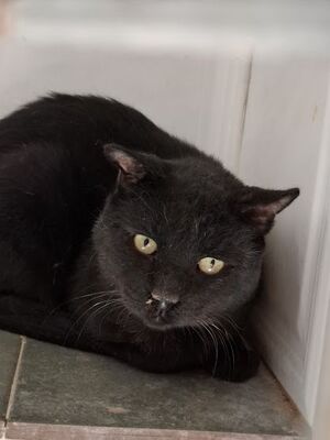 Nebot - NOTFALL, Europäisch Kurzhaar - Kater