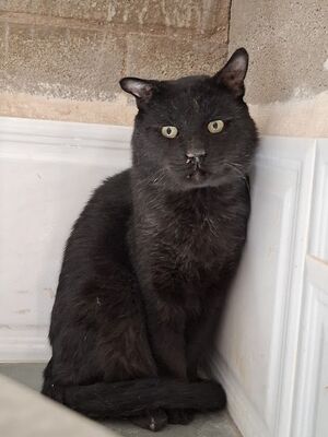 Nebot - NOTFALL, Europäisch Kurzhaar - Kater