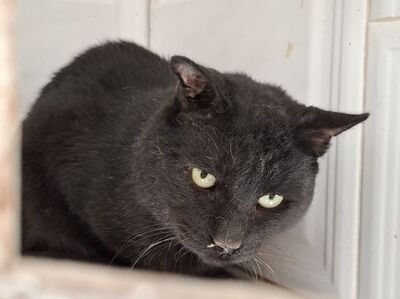 Nebot - NOTFALL, Europäisch Kurzhaar - Kater